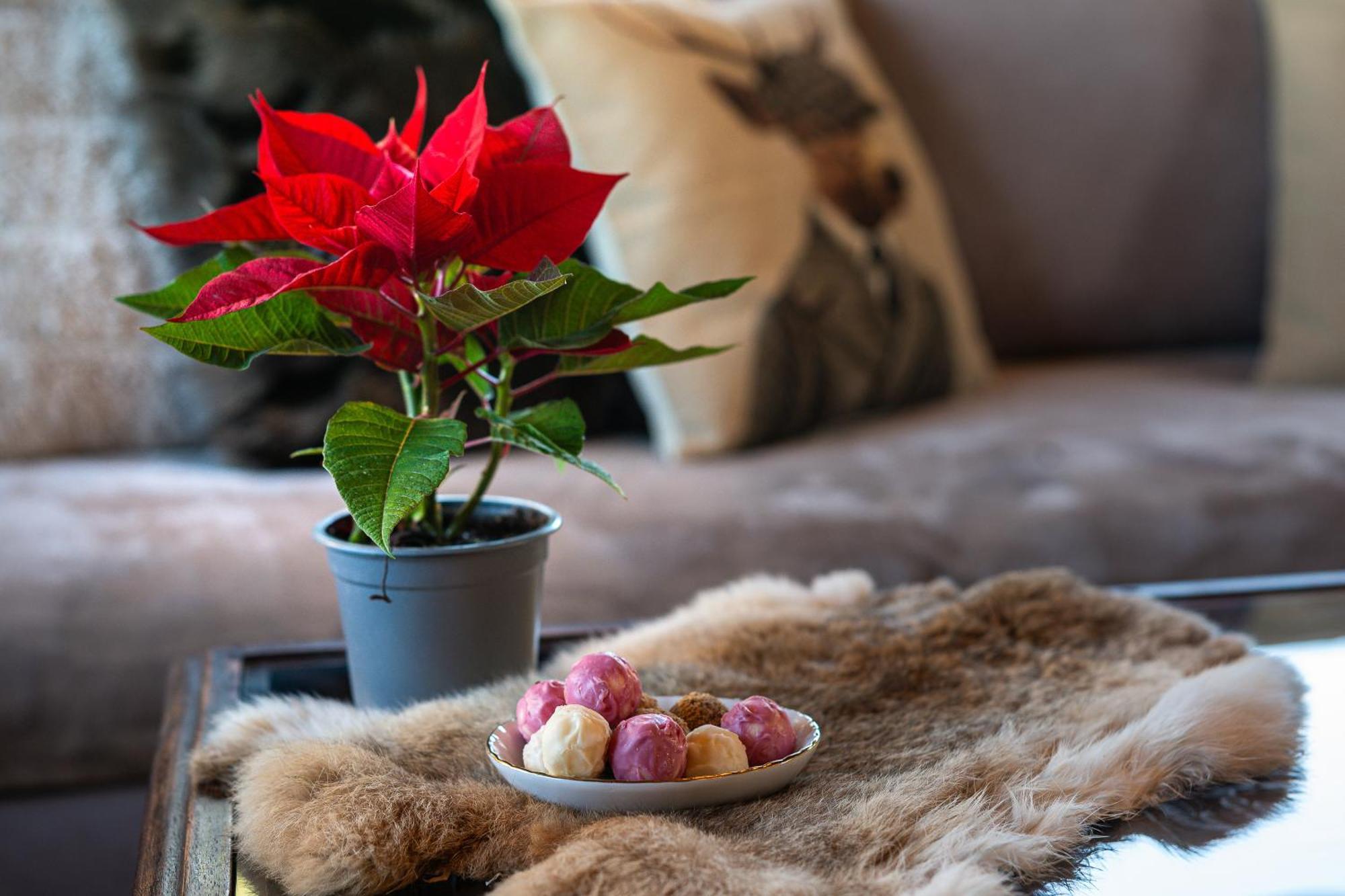 Livadi Cozy Villa Arachova Buitenkant foto